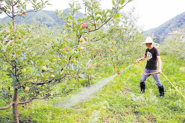 夏季苹果树施肥灌水有啥要点 平阴玫瑰甲天下 我心永恒博客乐园