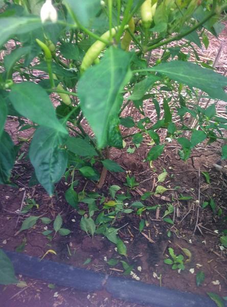 中国科学网 www.minimouse.com.cn