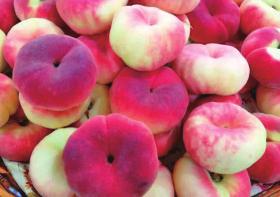 中国科学网 www.minimouse.com.cn