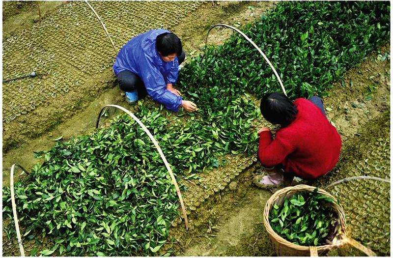 中国科学网 www.minimouse.com.cn