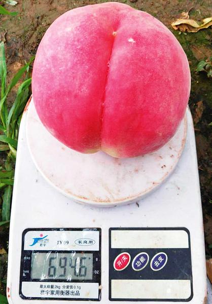 中国科学网 www.minimouse.com.cn
