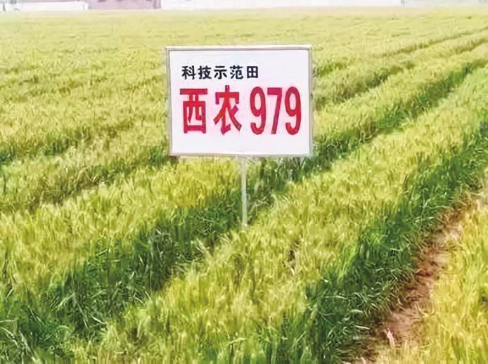 中国科学网 www.minimouse.com.cn