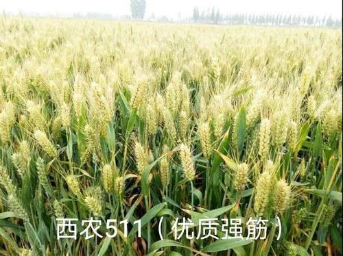 中国科学网 www.minimouse.com.cn