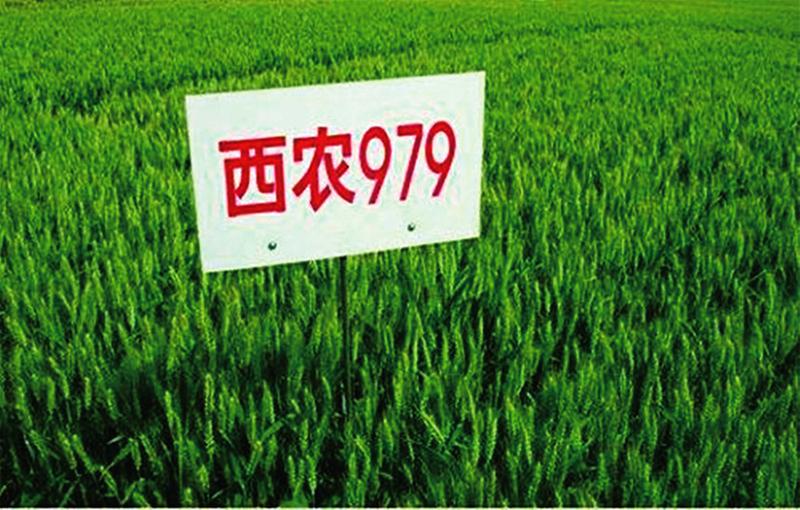 中国科学网 www.minimouse.com.cn