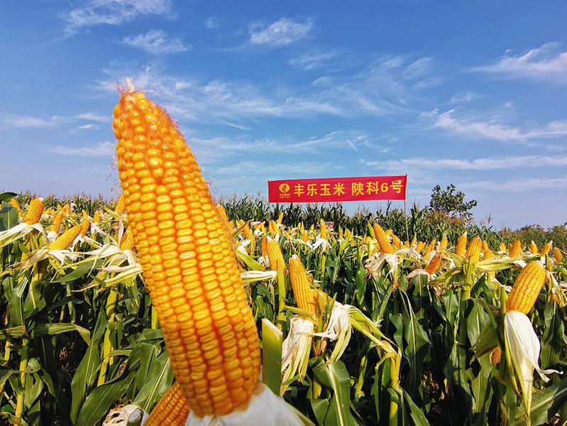 丰乐种业,股票代码:000713)宣布其重点推广玉米品种"陕科6号"以实收