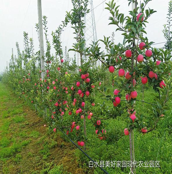 中国科学网 www.minimouse.com.cn