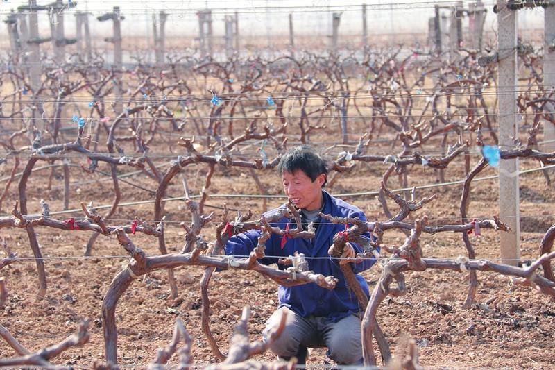 　2月24日,陕西省杨凌示范区揉谷镇新集村果农正在为葡萄树修枝