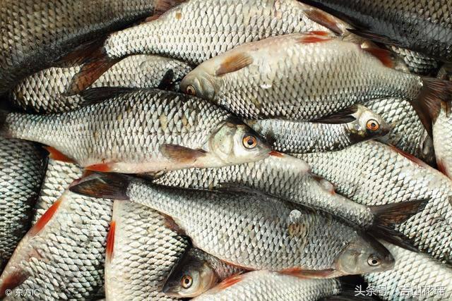 痘疮病:病鱼早期体表有乳白色小斑点,病情加剧此斑点蔓延至全身.