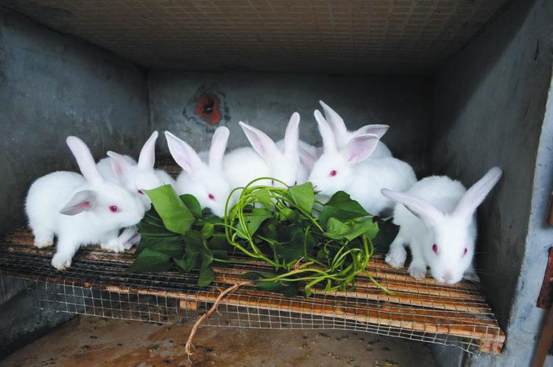 比利时,加利福尼亚三个品种,每只母兔一年可繁殖7到8次,且生长周期短