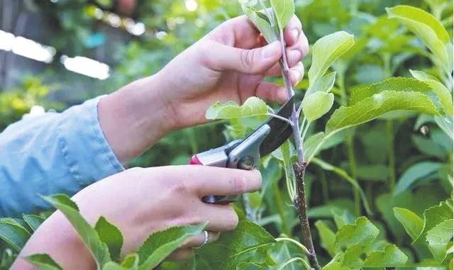 苹果树夏季修剪的5个原则和5个误区