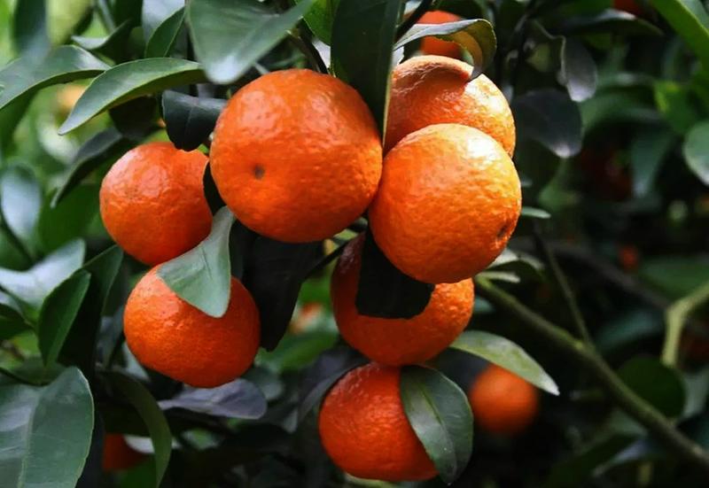 秋季如何促进柑橘果实膨大